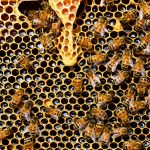 niedobor pszczol