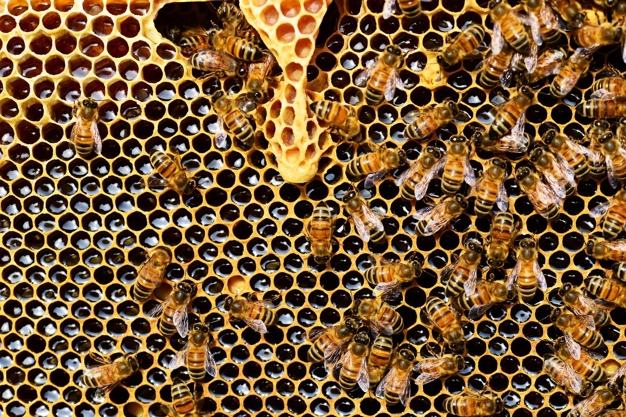 niedobor pszczol